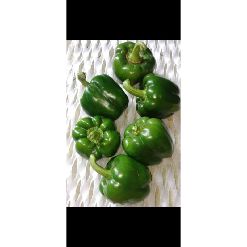 

Paprika Hijau - 500gram