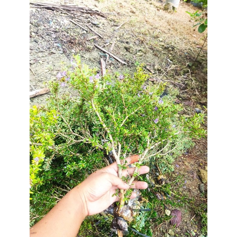 bibit bahan bonsai Saeng simbur super mikro Vietnam cangkok