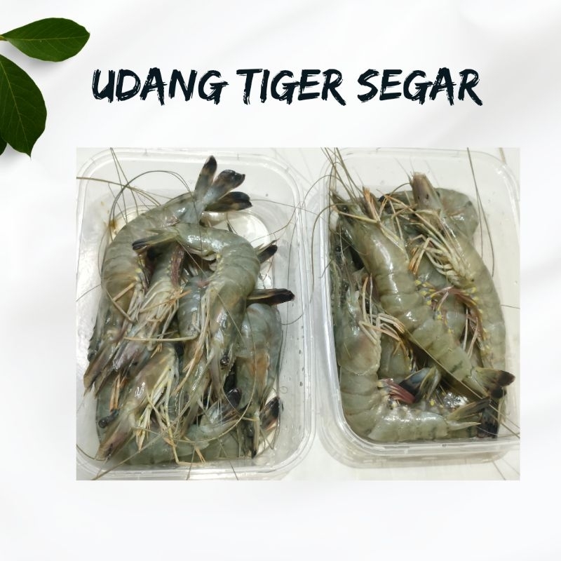 

UDANG TIGER SEGAR PREMIUM