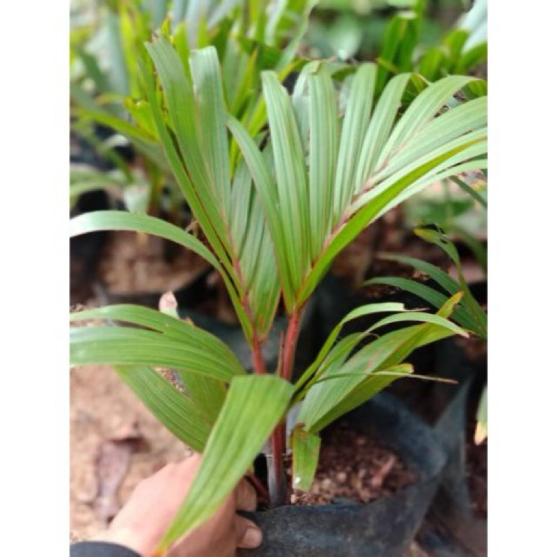 Tanaman hias pohon palem merah-tanaman hias palem merah