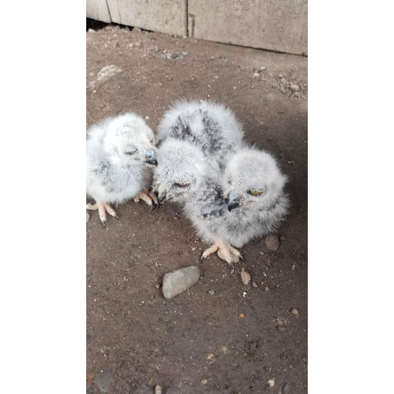 BURUNG HANTU NINOX SLUCATA BRANCHER