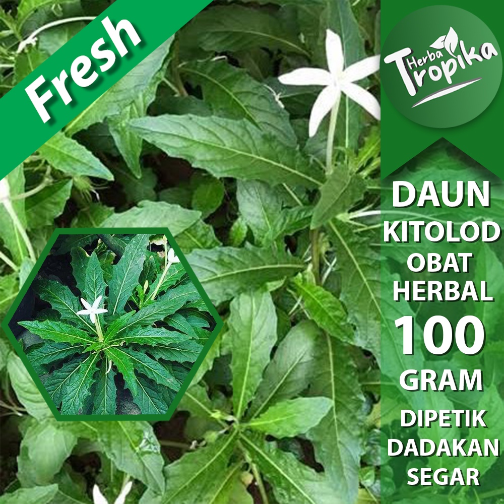 

Daun kitolod Segar 100 gram Obat herbal alami toko herba tropika