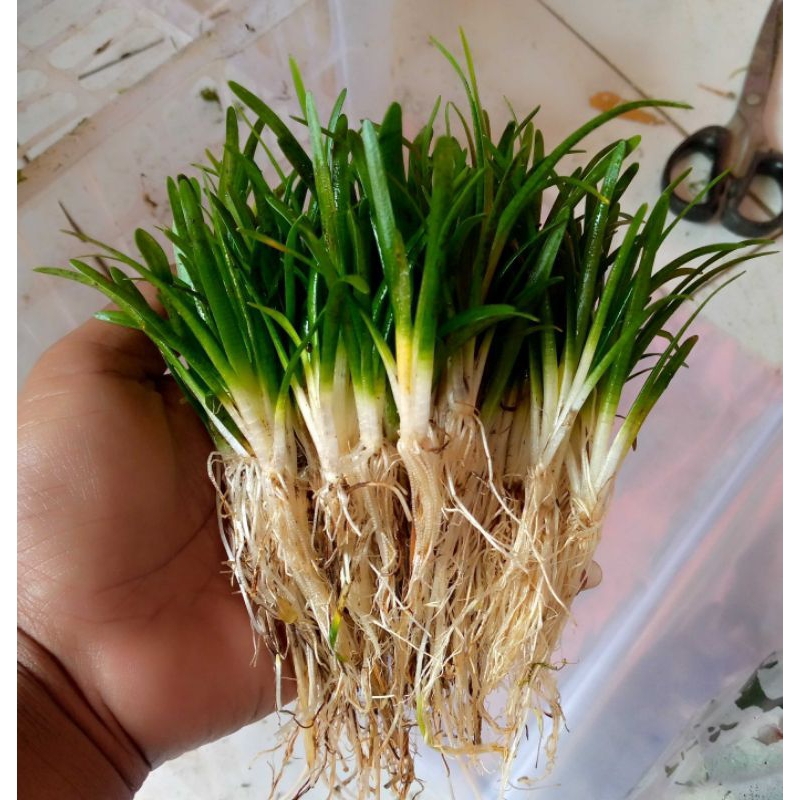tanaman aquascape jenis sagitaria subulata daun darat