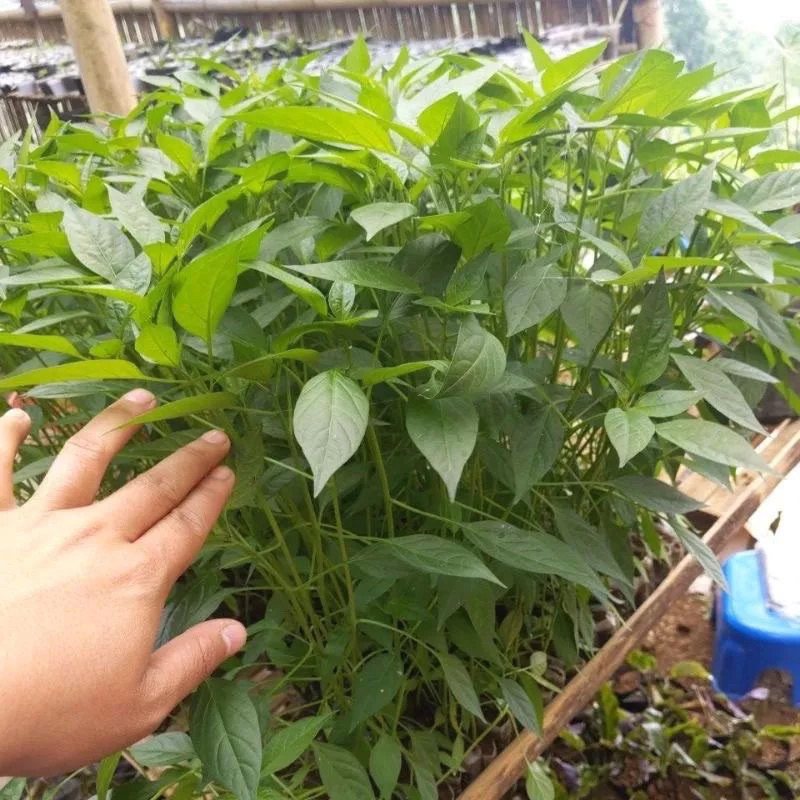 

GREEN GARDEN-Paket 10 Cabe Hijau Keriting Siap Tanam