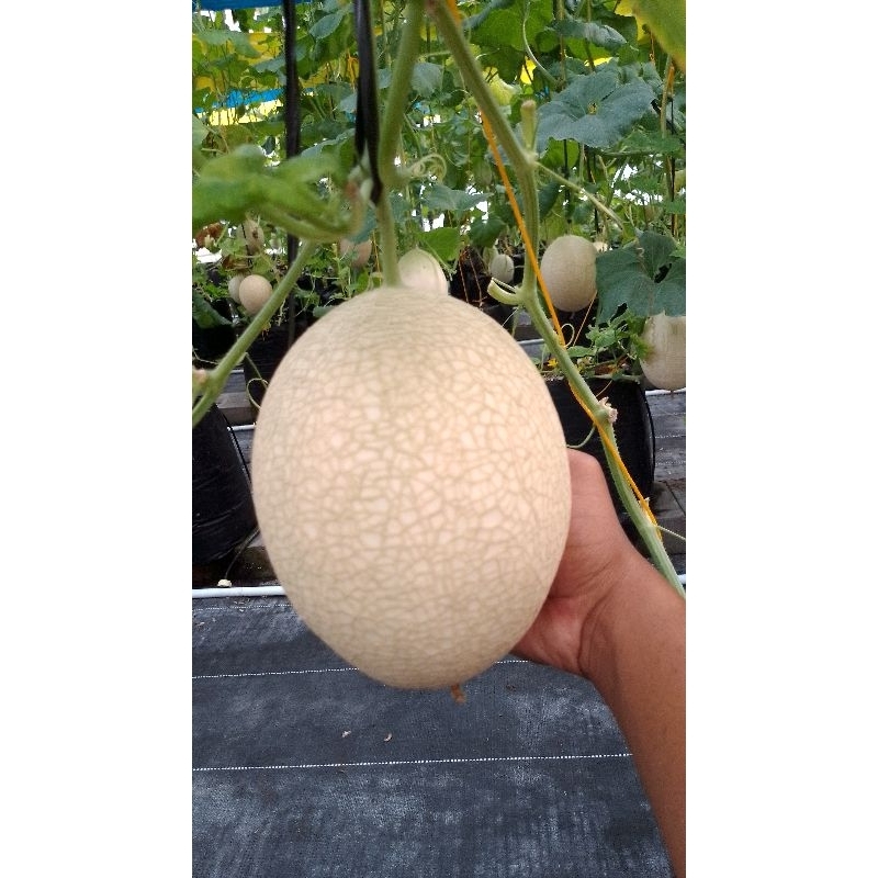 

Buah melon Sweet murah merakyat