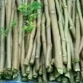 BIBIT STEK KELOR