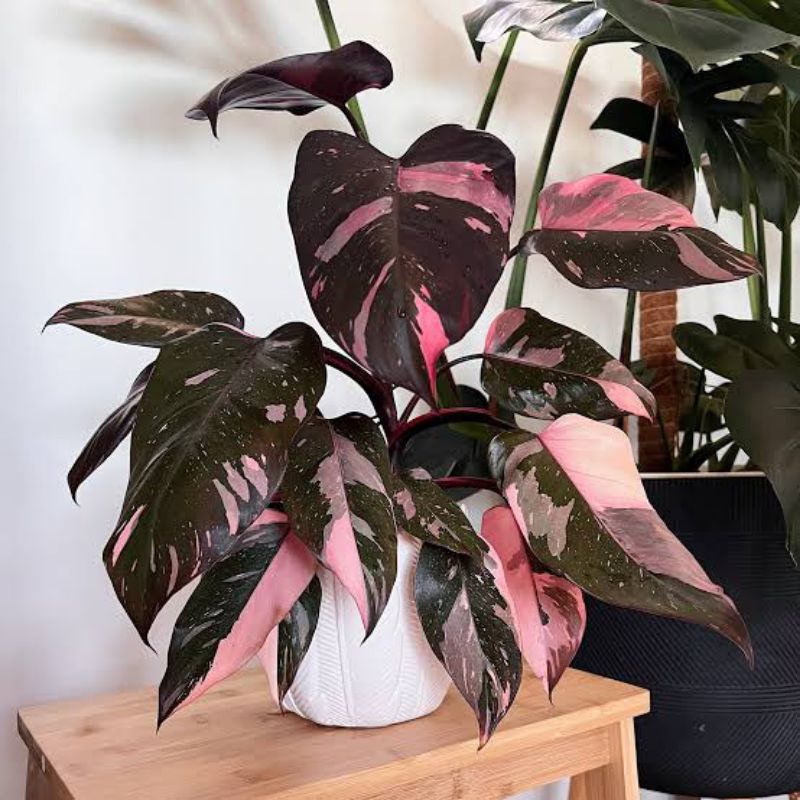 philodendron pink princess.