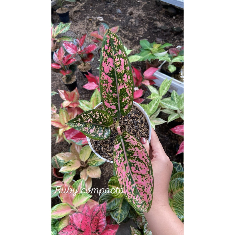 Aglaonema ruby compacta