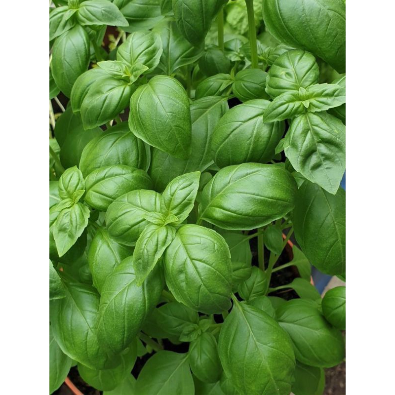 

Daun Basil segar fresh Italian Basil 500gr