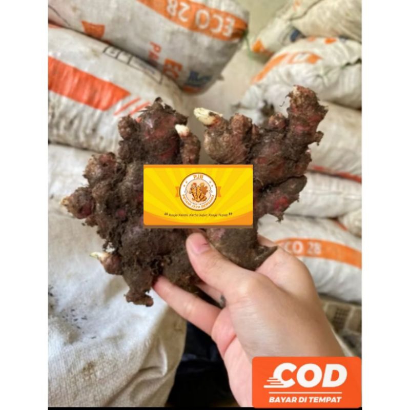 

JAHE MERAH MEDAN FRESH 1 Kilogram / RED GINGER / JAHE SEGAR