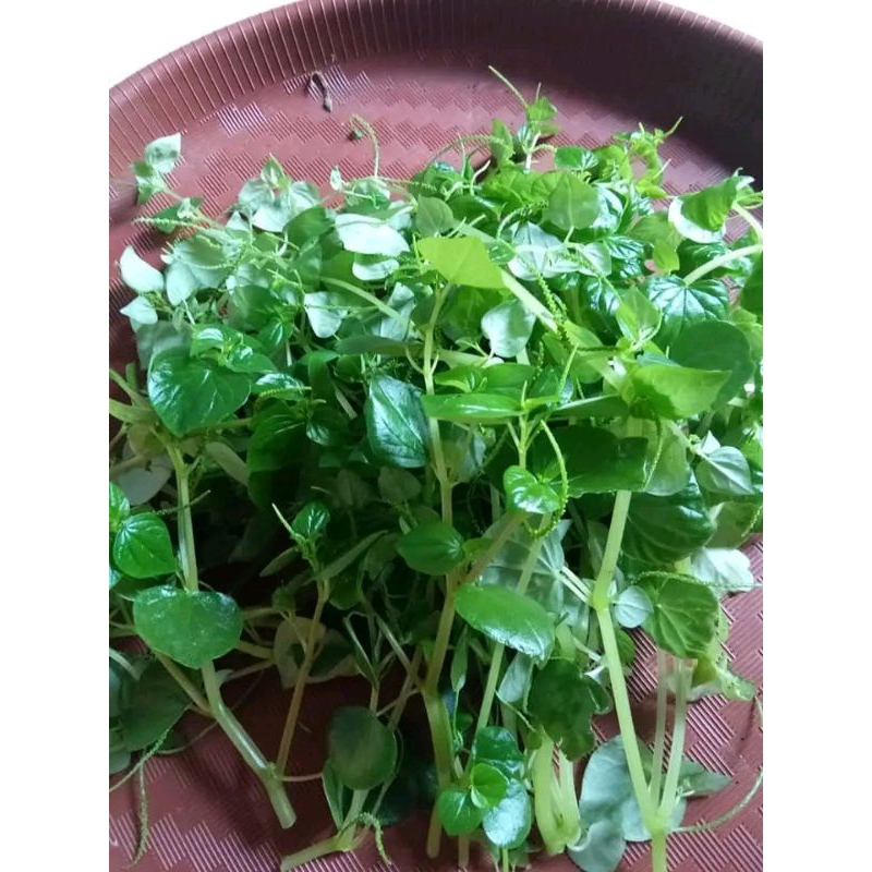 

sirih cina /kimanila fresh organik