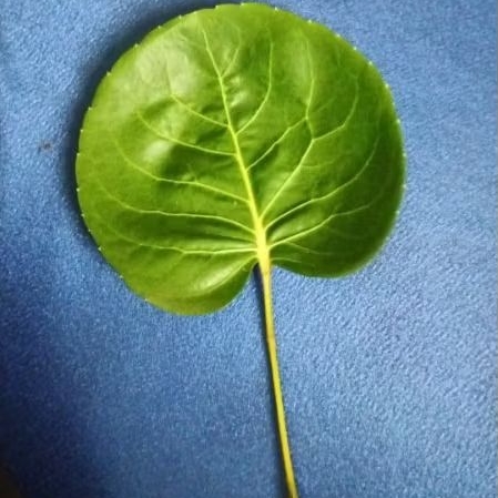 

Daun Mangkokan Polyscias Scutellaria
