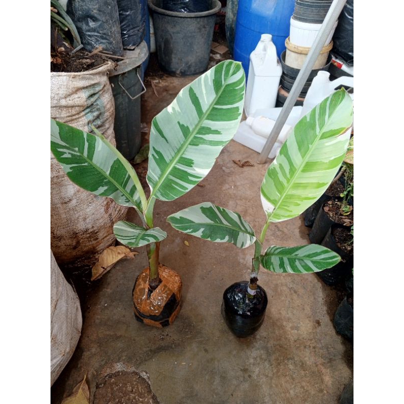 Bibit Pisang Exotic Musa Varigata Asal Florida Kondisi Bagus Rasa Buah Manis Enak Padat