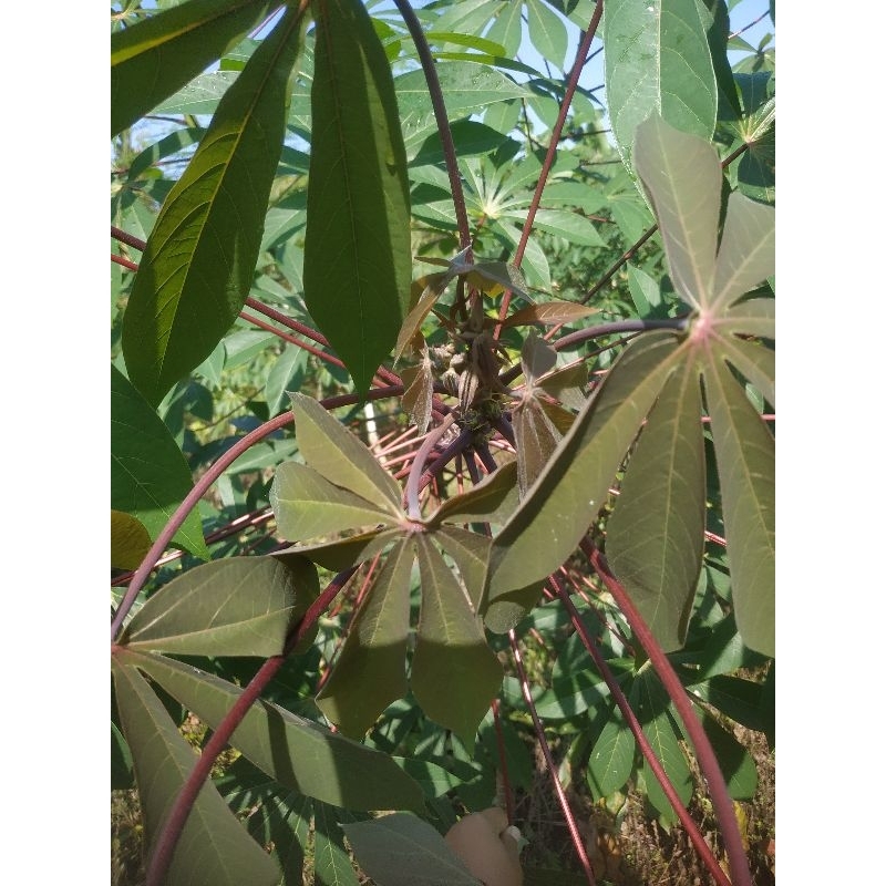 

daun singkong dipetik saat ada pesanan.