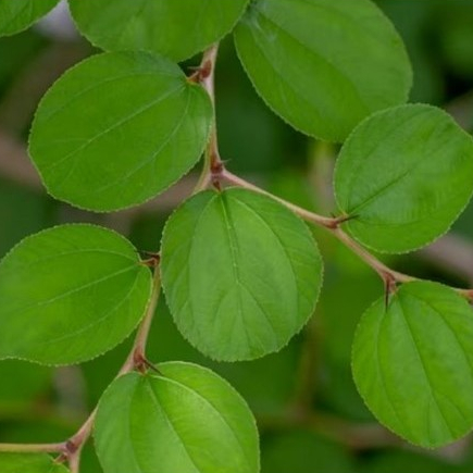 

Daun bidara (Zizyphus mauritania) ±100 Lembar