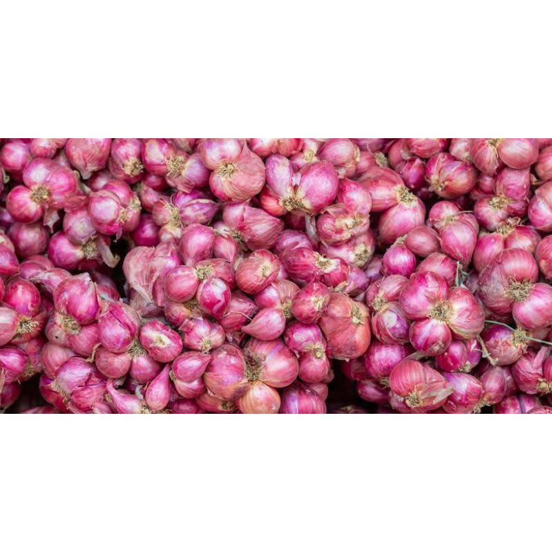 

Bawang merah murah | bawang merah Banjarmasin | bawang merah terbaru | bawang merah