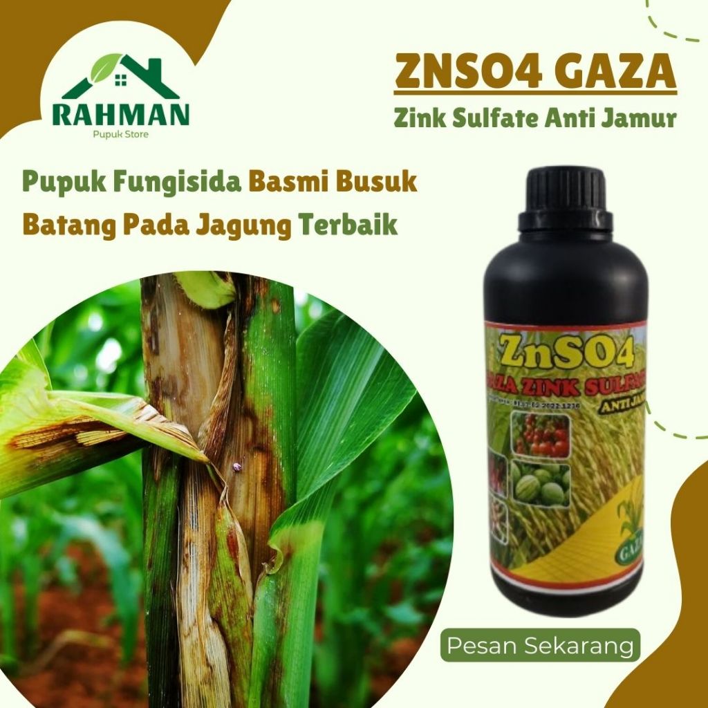 pupuk fungisida busuk batang jagung ampuh - ZNSO GAZA - Pupuk cair basmi busuk batang dan busuk buah