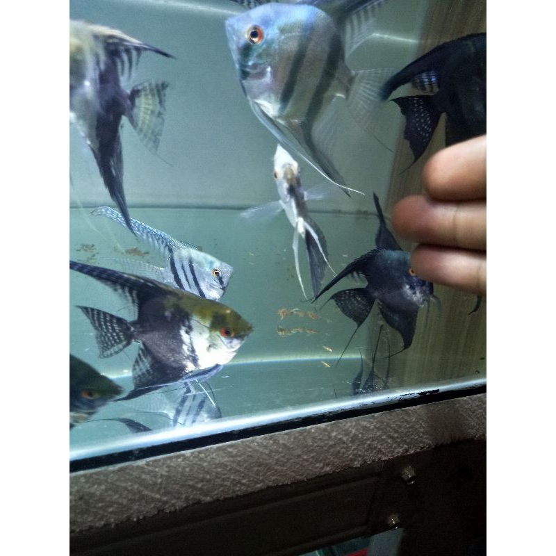 

manfish smokey indukan