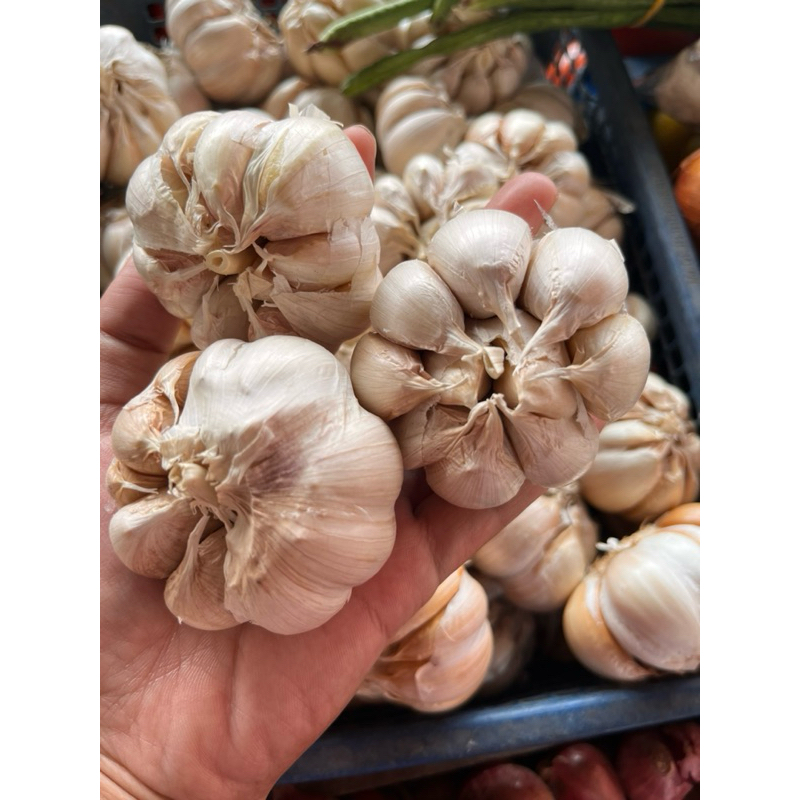 

Bawang Putih