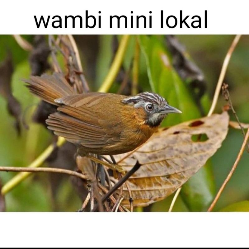 Wambi Mini Lokal