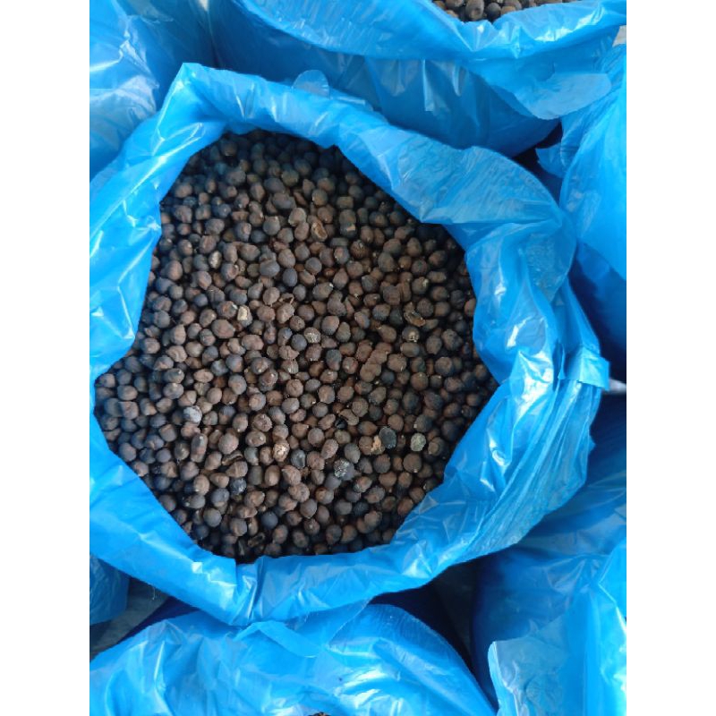 biji buah pohon kapuh bibit pohon kapuk klenteng 1 kg