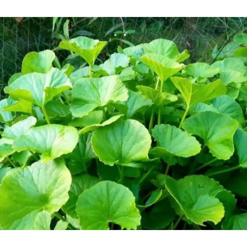 

Daun pegangan/daun antanan