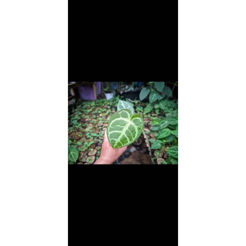 anthurium domino x regale