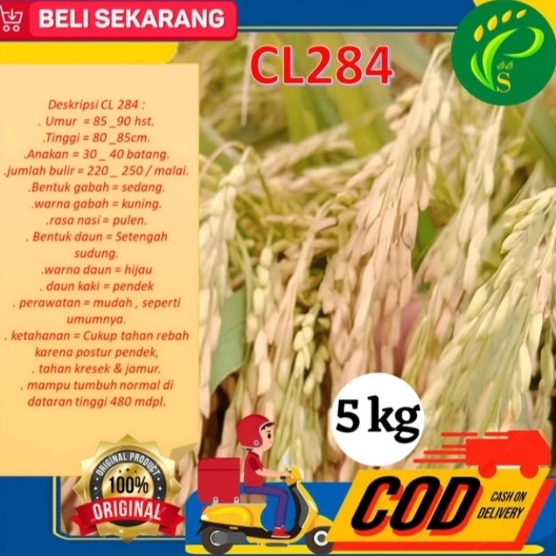 Benih padi CL 284 KEMASAN 5KG