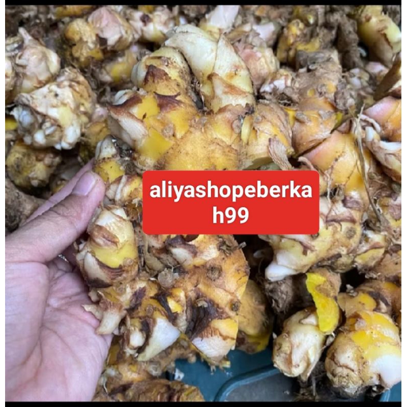 

bangle /panglai organik fresh segar tua asli100%500grm