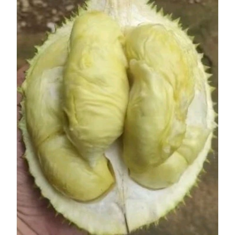 

DURIAN LOKAL MANIS POLL