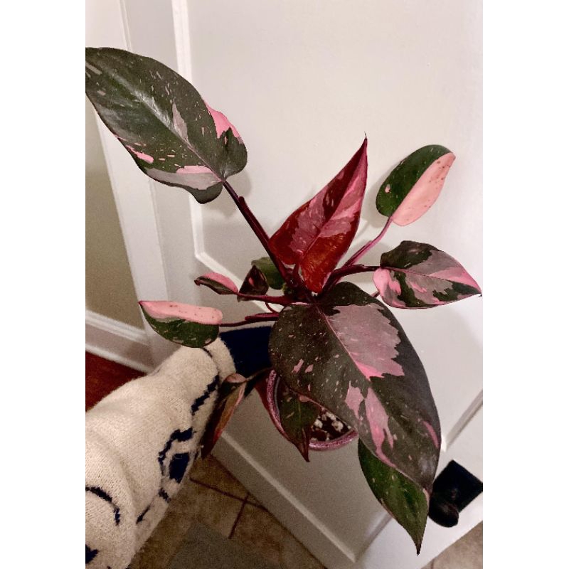 Philodendron Pink Princes