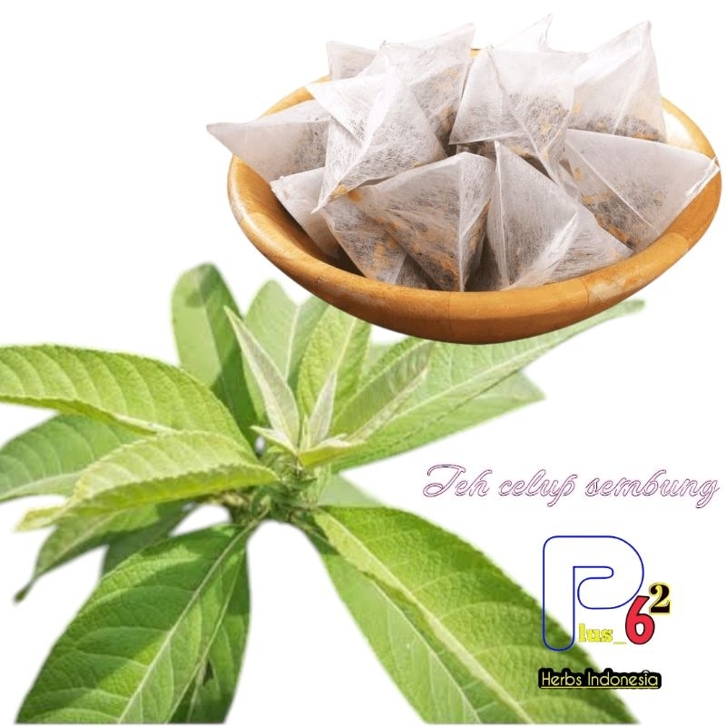 

Teh Daun Sembung-Teh Celup Instan Obat Kolesterol Per Pack Isi 20