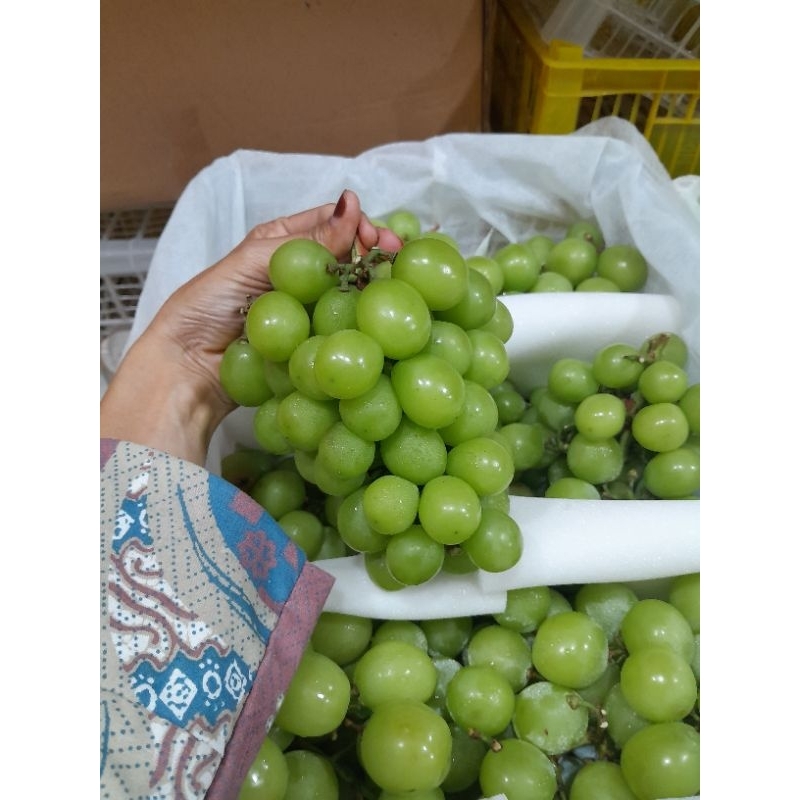 

Anggur shaine Muscat 500gram