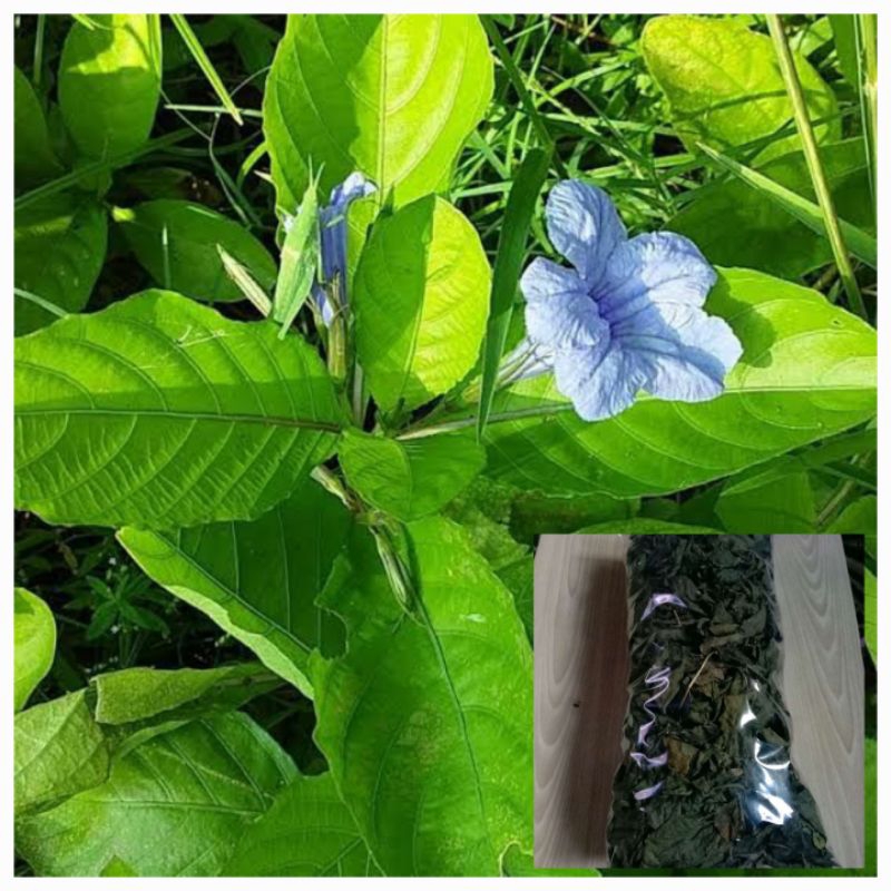 

Daun Pletekan Kering | Kencana Unggu