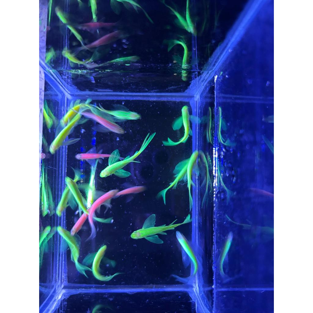 ikan hias danio slayer hiasan aquarium maianan aquascape atau danio zebra kuning hijau pink untuk ak