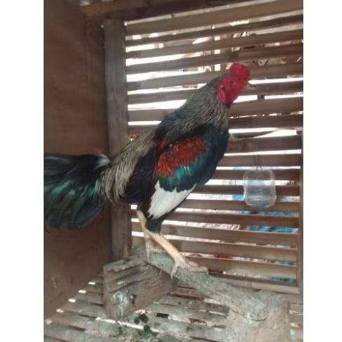 jual ayam kampung //ayam jago kampung