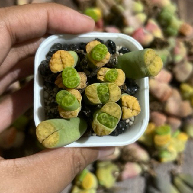 Lithops Cluster
