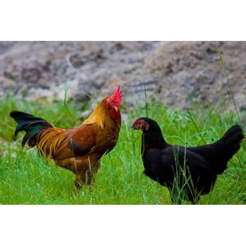 

TELUR TETAS AYAM ELKUB PETELUR UPGRADE UNTUK DI TETASKAN