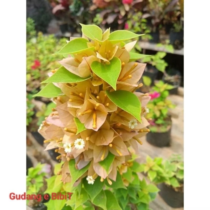 Tanaman Bougenville Bunga Tumpuk Kuning | Bougenville Hawai Kuning