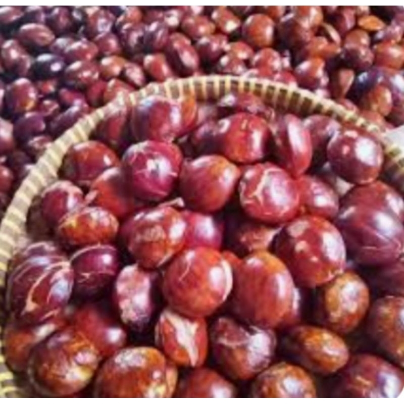 

jengkol tua besar