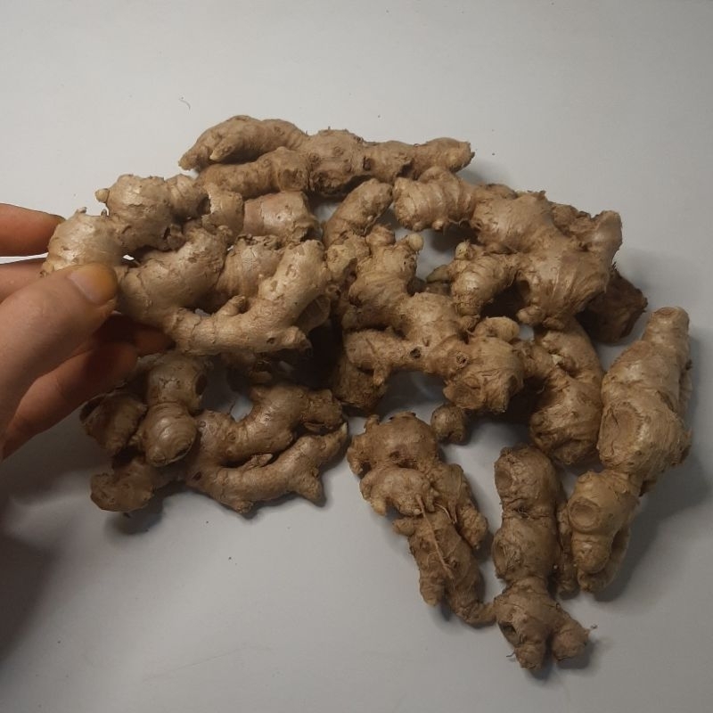 

1 Kg Jahe Emprit Bersih Dari Tanah