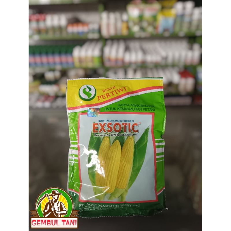 

benih jagung manis exsotic
