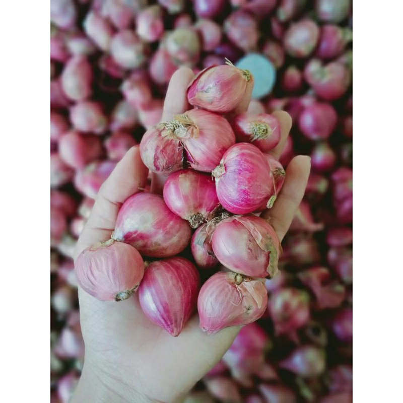

Bawang merah brambang-1kg SUPER