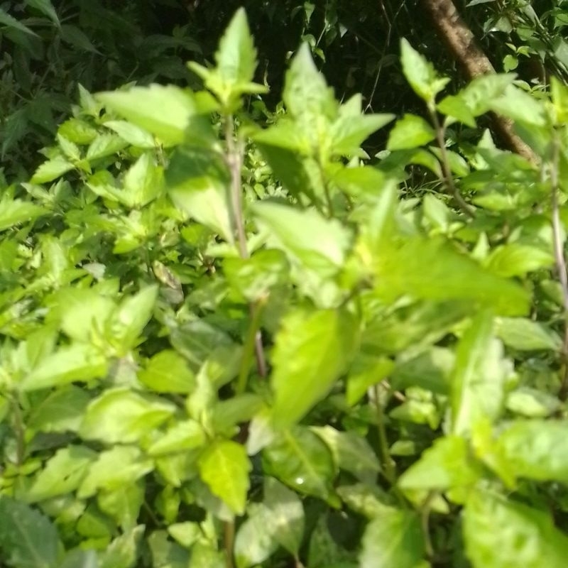 

daun kumis kucing daun fresh 80 gr order baru dipetik bonus keji beling