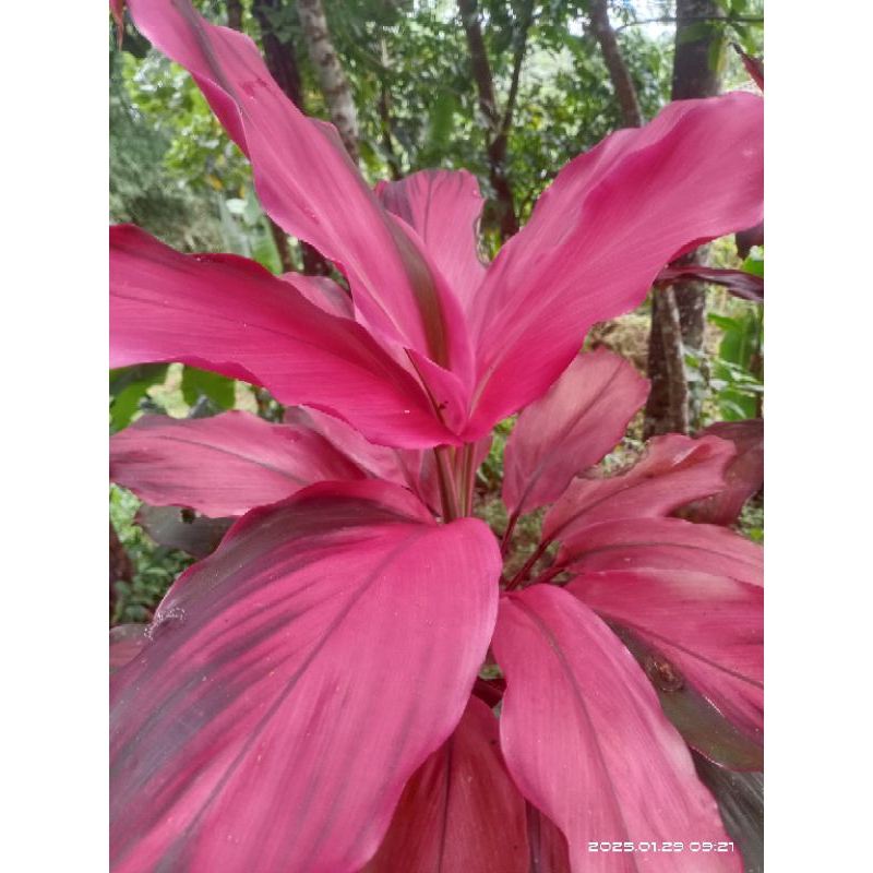 

Daun Hanjuang Merah/20 lembar