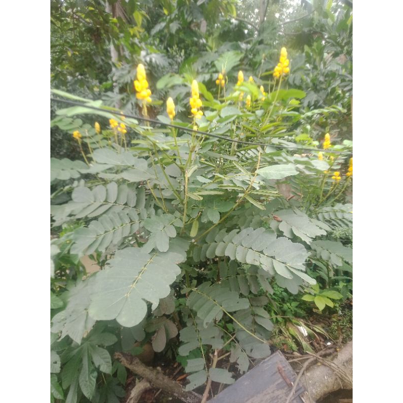 

daun ketepeng obat panu 100 lembar