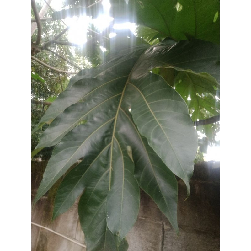 

daun kelewih daun timbul 500geram