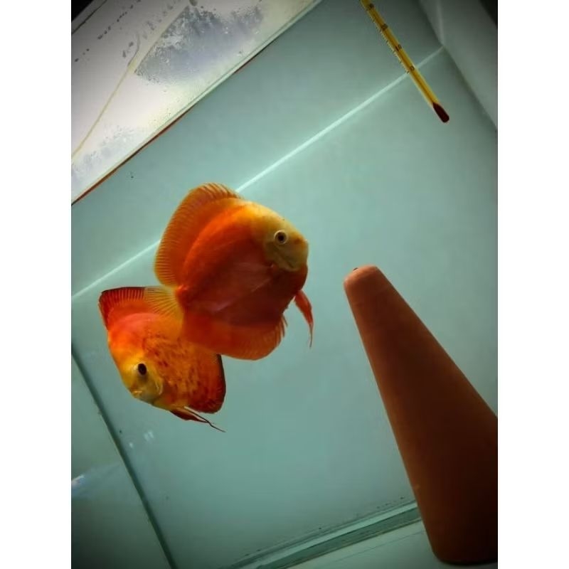Ikan Discus Red Melon