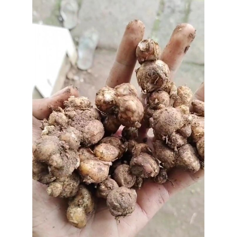 

kencurfreskemasan1kg