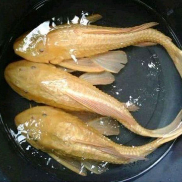 IKAN PLECO ALBINO SAPU ALBINO UKURAN JUMBO 15 CM ++ KUNING MENTEGA - ikan pembersih lumut dan alga